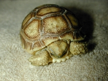 sulacata